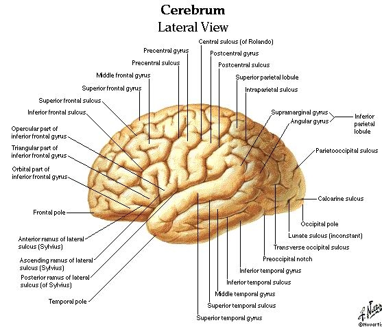 Sistem nervos